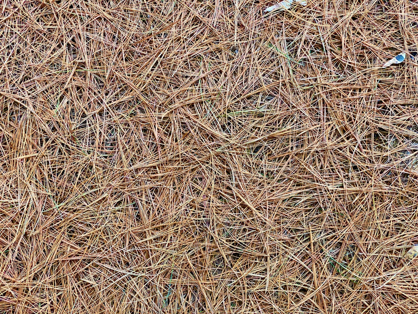 Pine Straw